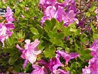 Rhododendron brachycarpum (fam. Ericacees) (Japon) (3) (Photo F. Mrugala)